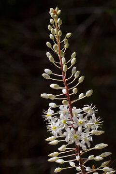 Closeup of the tall inflorescence with small white flowers of Drimia maritima