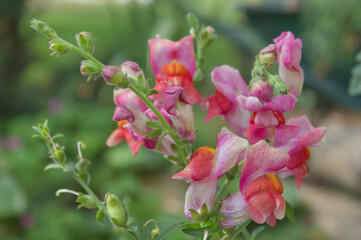 Antirrhinum majus lwia paszcza 