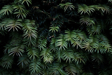 深緑の草 Dark green grass