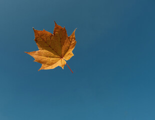 yellow maple leaf