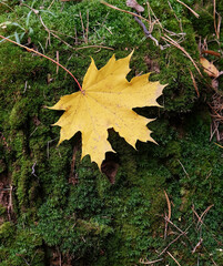 yellow maple leaf
