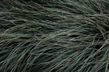 深緑の草 Dark green grass