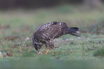 Common Buzzard Buteo buteo in close view