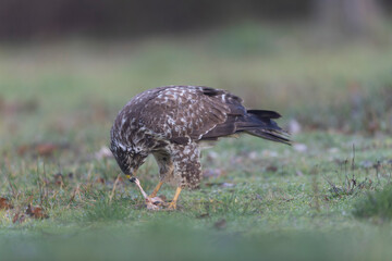 Common Buzzard Buteo buteo in close view