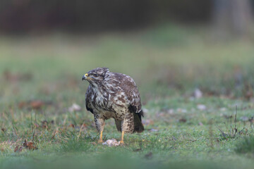 Common Buzzard Buteo buteo in close view