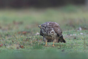 Common Buzzard Buteo buteo in close view