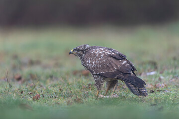 Common Buzzard Buteo buteo in close view