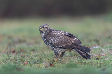 Common Buzzard Buteo buteo in close view