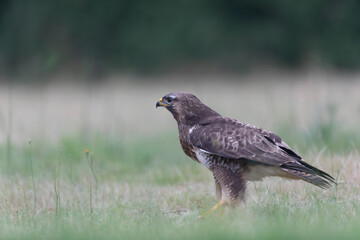 Common Buzzard Buteo buteo in close view