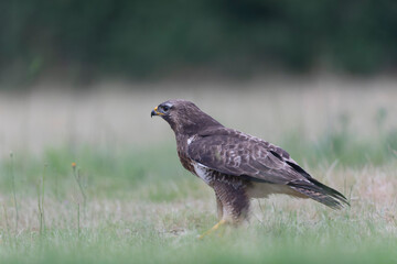Common Buzzard Buteo buteo in close view