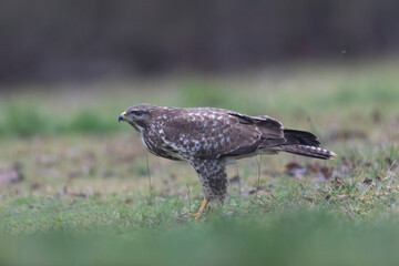 Common Buzzard Buteo buteo in close view