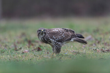 Common Buzzard Buteo buteo in close view