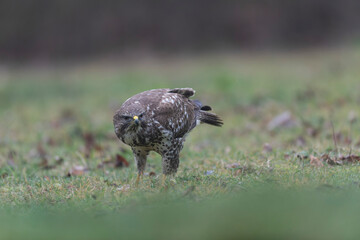 Common Buzzard Buteo buteo in close view