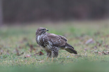 Common Buzzard Buteo buteo in close view
