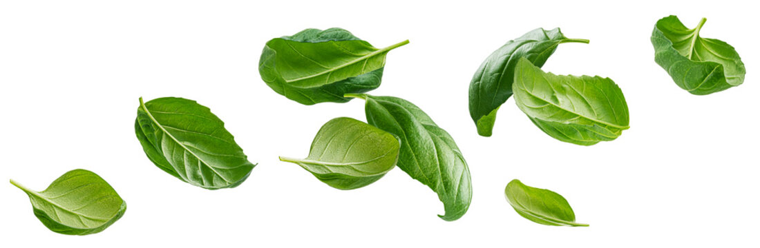 Basil leaves isolated on white background with clipping path