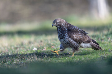 Common Buzzard Buteo buteo in close view