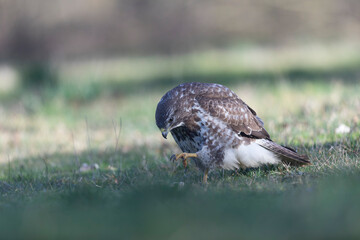 Common Buzzard Buteo buteo in close view