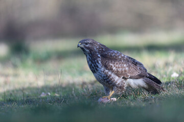 Common Buzzard Buteo buteo in close view