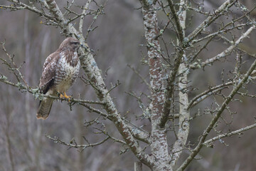 Common Buzzard Buteo buteo in close view