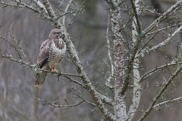 Common Buzzard Buteo buteo in close view