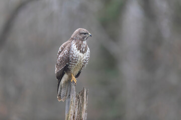 Common Buzzard Buteo buteo in close view