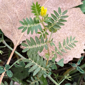 Vertical shot of a wild bindii (tribulus terrestris, bullhead, burra gokharu, bhakti)