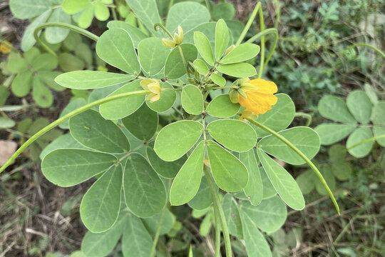 Top view of sicklepod (Senna obtusifolia, foetid cassia) plant with yellow flowers