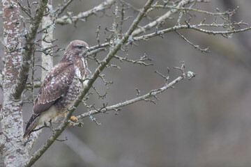 Common Buzzard Buteo buteo in close view