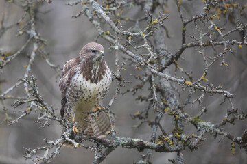 Common Buzzard Buteo buteo in close view