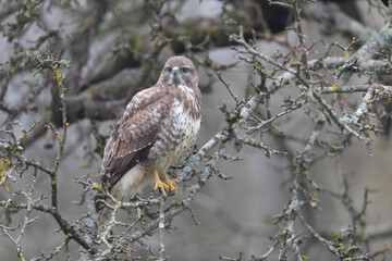 Common Buzzard Buteo buteo in close view