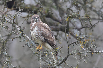 Common Buzzard Buteo buteo in close view