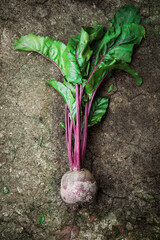 Raw beetroot with tops just dug out of the ground on the old cracked cement floor background