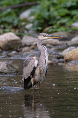 reiher, bird, wild lebende tiere, tier, natur, wasser, grau, kanadareiher, blau,