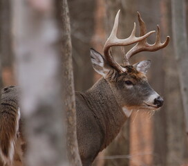Cerf de virginie, white-tailed deer dans son environnement naturel canadien