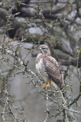 Common Buzzard Buteo buteo in close view