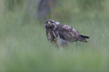Common Buzzard Buteo buteo in close view