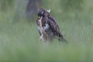 Common Buzzard Buteo buteo in close view