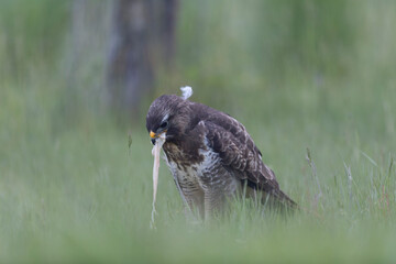 Common Buzzard Buteo buteo in close view