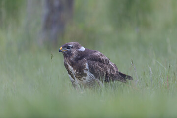 Common Buzzard Buteo buteo in close view
