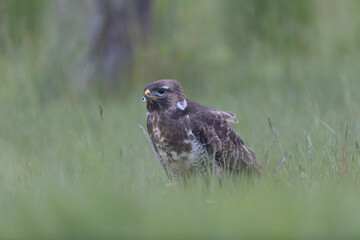 Common Buzzard Buteo buteo in close view