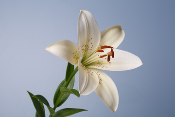 White lily flower isolated on blue-gray background.