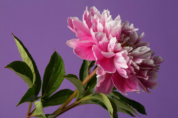Pink peony flower isolated on purple background.