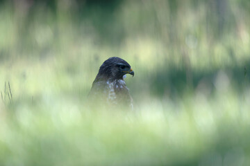 Common Buzzard Buteo buteo in close view