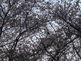 trees and sky