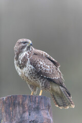 Common Buzzard Buteo buteo in close view