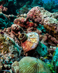Plastic waste amongst coral in Maldives