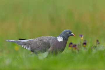 Wood pigeon Columba palumbus in close view perched or on ground