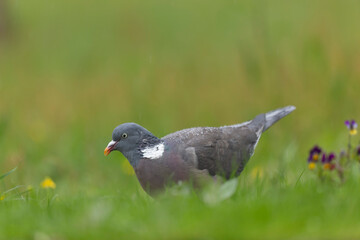 Wood pigeon Columba palumbus in close view perched or on ground