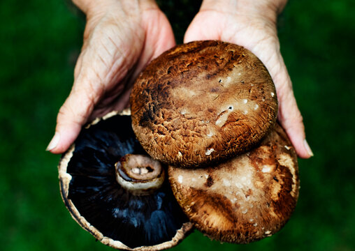 Fresh portobello mushroom organic produce from farm