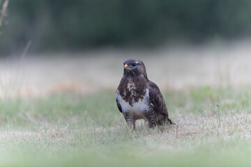 Common Buzzard Buteo buteo in close view